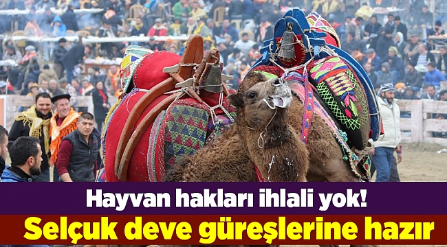 Selçuk deve güreşlerine hazır