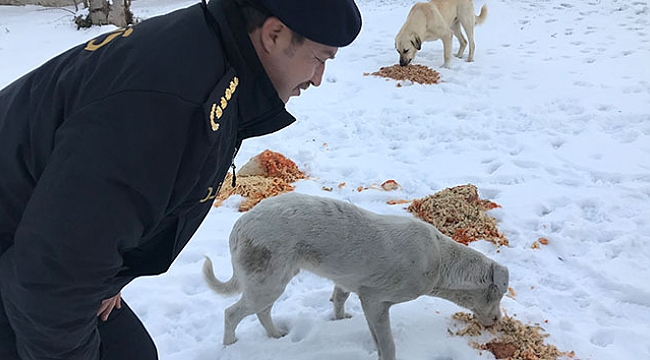 Sokak hayvanlarına polis merhameti