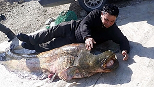  100 kilogramlık yayın balığı yakalandı
