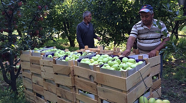 Cumhurbaşkanı Erdoğan&#039;ın elma tanzimi müjdesi hayata geçiriliyor