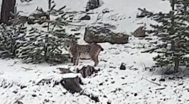 Gördüğü vaşağı 'pisipisi' diye çağırdı