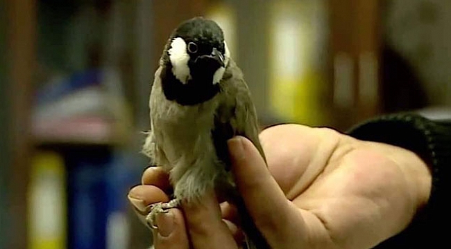 Kaçak bülbül sınır dışı edildi