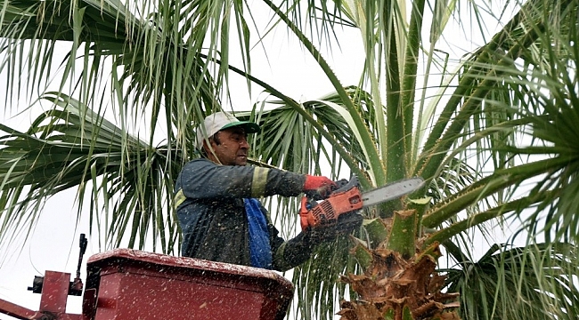Aliağa Belediyesi periyodik ağaç bakımlarına devam ediyor