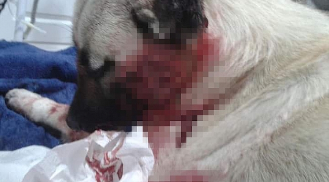 Avukatın köpeği darp ettiği iddiası