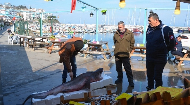Balıkçı ağlarına dev köpek balığı takıldı