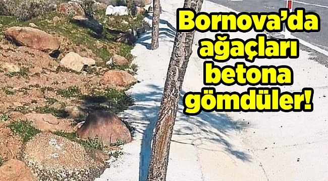 Bornova’da ağaçları betona gömdüler!