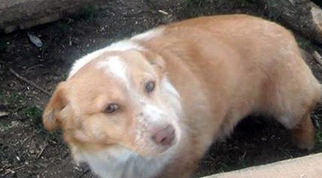 Bunu yapan insan olamaz! Sabah köpeği göremeyen sahibi tarlada ölü olarak buldu.