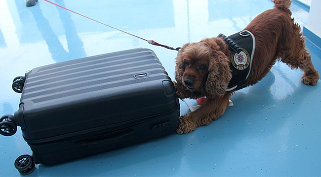 Business Class yolcularına "Coco" şoku