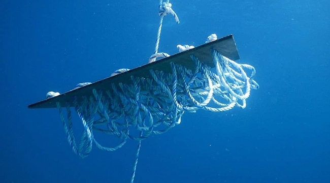 Çeşme'de kalamarlara yapay yuva