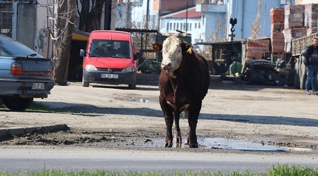 Dana mezbahadan kaçtı, ortalık karıştı