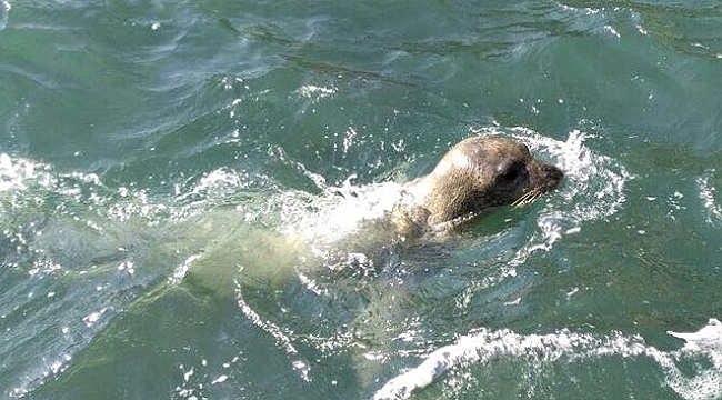 Dünyada 700 tane kaldı!  15 ay aradan sonra görüntülendi