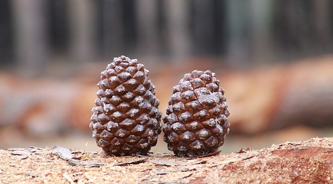 Fıstık çamının geleceğine imza