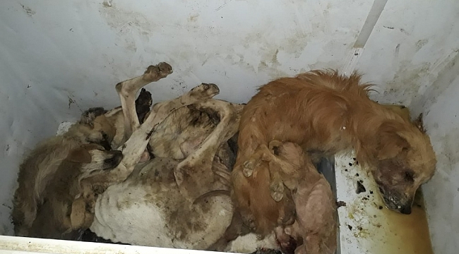 Hayvan barınağında kahreden görüntüler