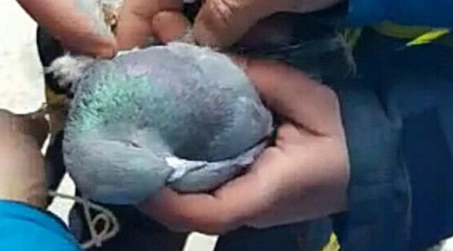 İpe dolanan güvercin, itfaiye ekipleri tarafından kurtarıldı