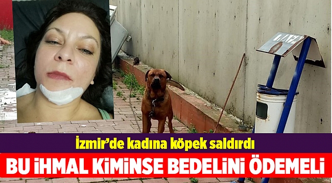 İş görüşmesine giden kadına köpek saldırdı