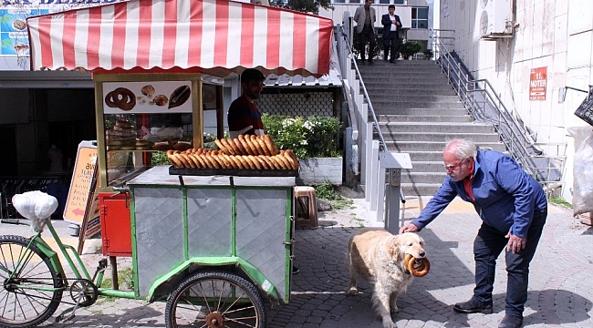 İzmir gevreği sevdalısı köpek Daisy