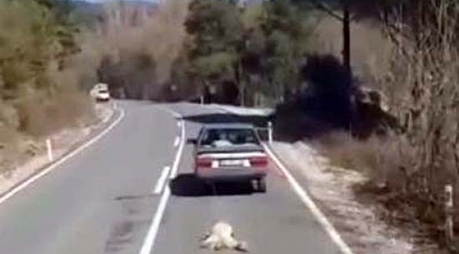 Köpeği aracının arkasından sürükleyen cani serbest bırakıldı