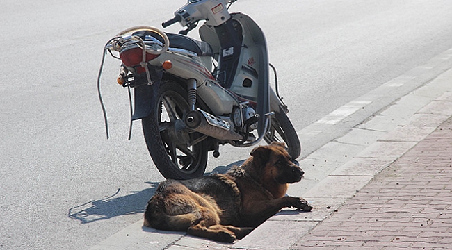 Köpeği motosiklete bağlayıp sürüklediler