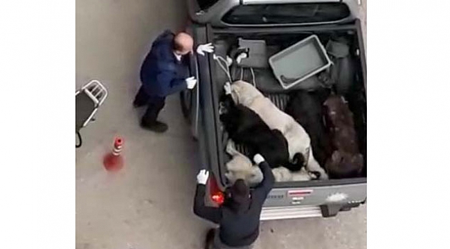 Köpekleri pikap araca istiflediler