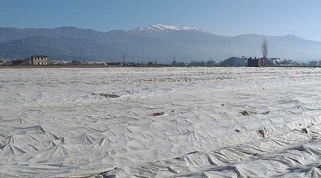 Patates üreticileri don olayına karşı elyafla önlem aldı