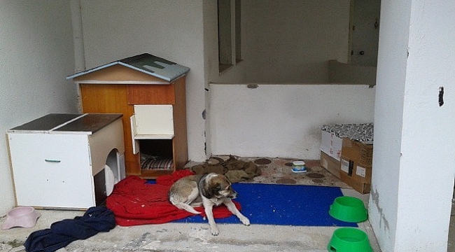 Saldırgan sokak köpekleri için kaymakamdan yardım talebi