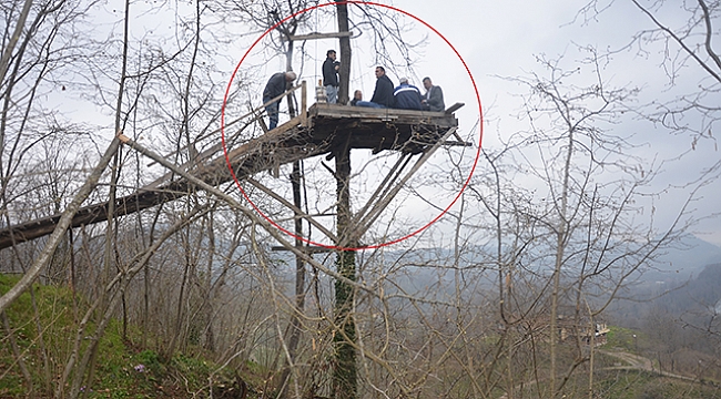 Üzüm asmasına kızdı, ağacın tepesine kamelya yaptı