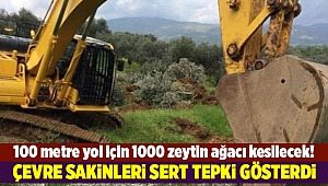100 metre yol için 1000 zeytin ağacı kesilecek!