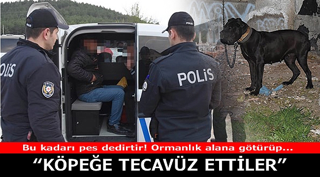 Hayvan oğlu hayvanlar köpeğe tecavüz etti!