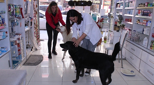 Her gün aynı saatte kapıyı tıklayıp kendini sevdiriyor