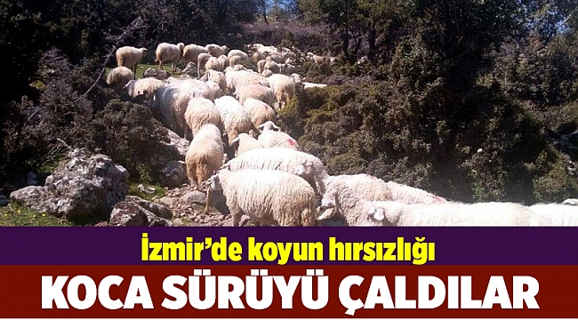 İzmir’de, 83 koyunluk sürü hırsızlığı