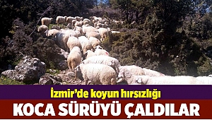 İzmir’de, 83 koyunluk sürü hırsızlığı