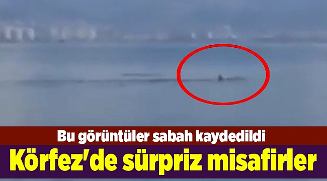Körfez'de sürpriz misafirler