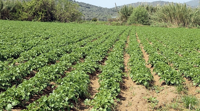 Patateste maliyetlerin yüzde 200 artması ekim alanlarını vurdu, fiyatı yükseltti