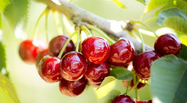 Türk kirazı Çin pazarından vazgeçmiyor