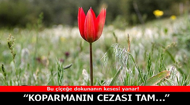 Manisa lalesini koparmanın cezası tam 60 bin TL !