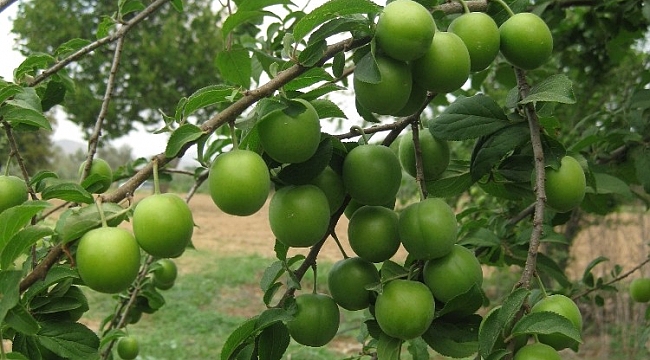 Papaz eriği dalında 7-8 lira