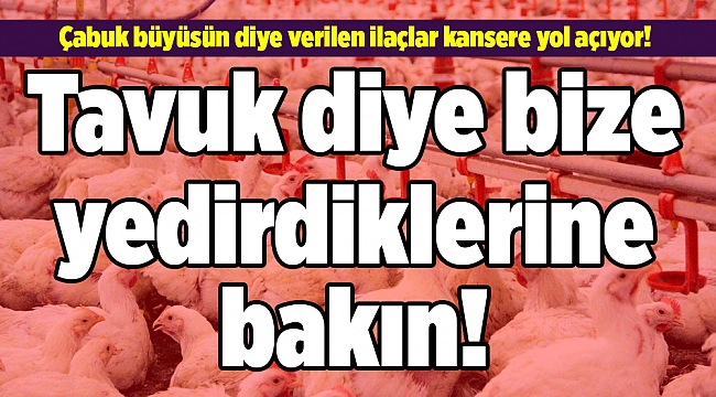 Tavuk diye bize yedirdiklerine bakın!