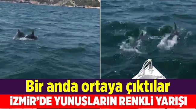 İZMİR’DE YUNUSLARIN RENKLİ YARIŞI