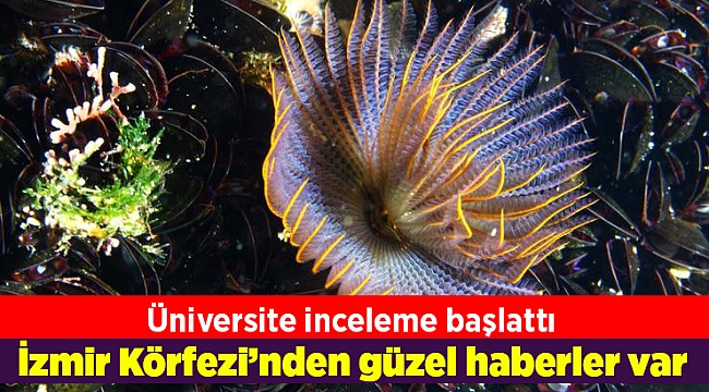 İzmir Körfezi’nden güzel haberler var