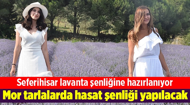 Mor tarlalarda hasat şenliği yapılacak