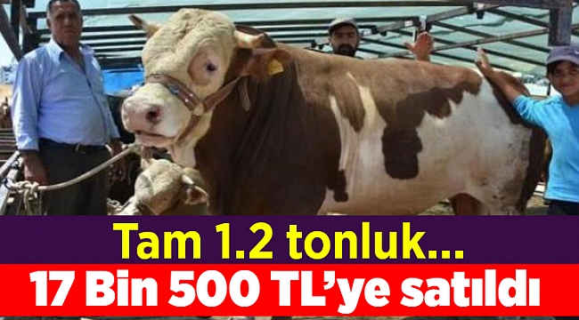 1.2 tonluk dana 17 bin 500 TL'ye satıldı