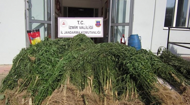 2 bin 200 kök Hint keneviri yakalandı