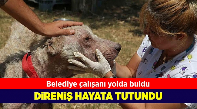 Belediye çalışanı yolda buldu 'Direniş' hayata tutundu