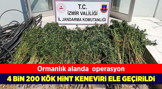 Beydağ'da jandarma 4 bin 200 kök Hint keneviri ele geçirdi