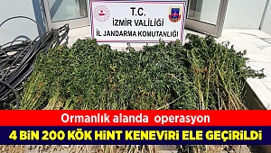 Beydağ'da jandarma 4 bin 200 kök Hint keneviri ele geçirdi 