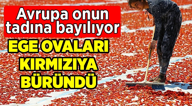 İhracatlık domatesler güneşe serildi