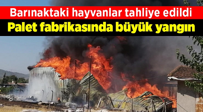 İzmir'de palet fabrikasında büyük yangın