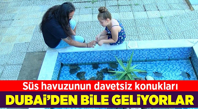 Süs havuzu su kaplumbağalarıyla doldu