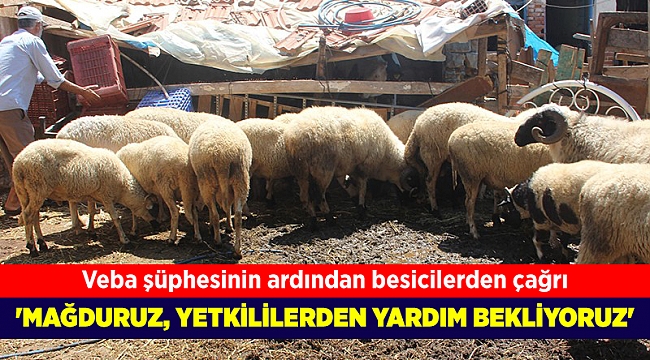 Veba şüphesinin ardından besicilerden çağrı; Yetkililerden yardım talep ediyoruz