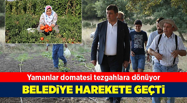 Yamanlar Domatesi tezgahlara dönüyor